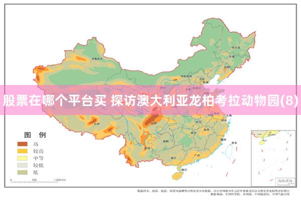 股票在哪个平台买 探访澳大利亚龙柏考拉动物园(8)